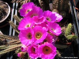 Echinocereus pentalophus 